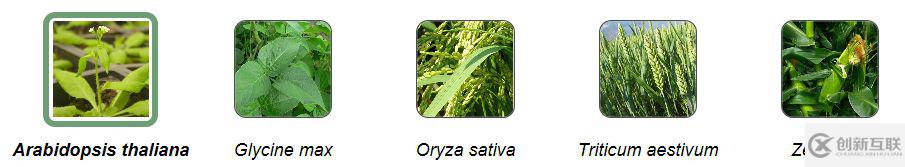 LeafcircBase數(shù)據(jù)庫怎么用